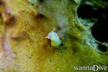 foto de buceo