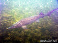 foto de buceo