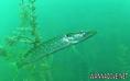 foto de buceo