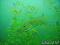 foto de buceo