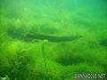foto de buceo