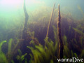 foto de buceo