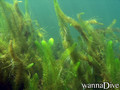 foto de buceo