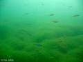 foto de buceo