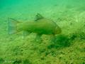 foto de buceo
