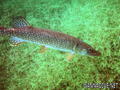 foto de buceo