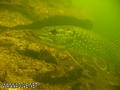 foto de buceo