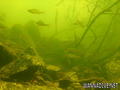 foto de buceo