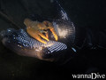 foto de buceo