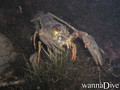 foto de buceo
