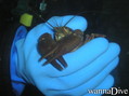 foto de buceo