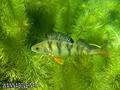 foto de buceo
