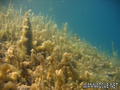 foto de buceo