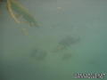 foto de buceo