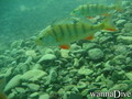 foto de buceo