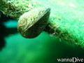 foto de buceo