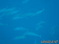 foto de buceo