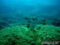 foto de buceo
