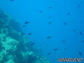 foto de buceo