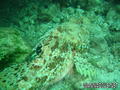 foto de buceo