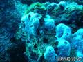 foto de buceo