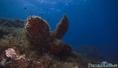foto de buceo
