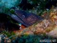 foto de buceo