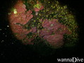 foto de buceo