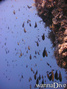 foto de buceo