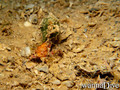 foto de buceo