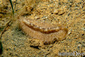 foto de buceo