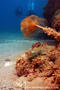 foto de buceo