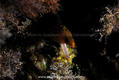 foto de buceo