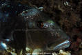 foto de buceo
