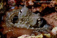 foto de buceo
