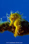 foto de buceo
