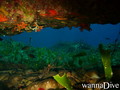 foto de buceo