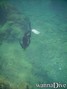 foto de buceo