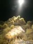 foto de buceo
