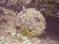 foto de buceo