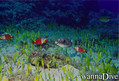 foto de buceo
