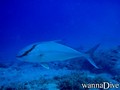 foto de buceo