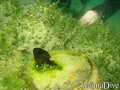 foto de buceo