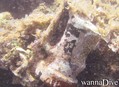 foto de buceo