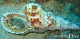 foto de buceo