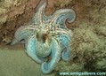 foto de buceo