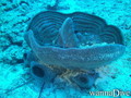 foto de buceo