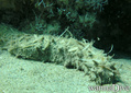 foto de buceo