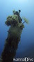 foto de buceo