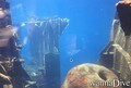 foto de buceo